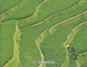 《稻之道》：精彩绝伦的 1080P 六集国语纪录片，百度网盘资源-小文资源网