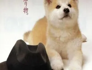 《1987 日本经典剧情佳作<忠犬八公物语> 国语中字 2.41G 百度网盘分享》-小文资源网