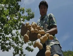 《舌尖上的马铃薯：惊艳味蕾的传奇之旅》-小文资源网