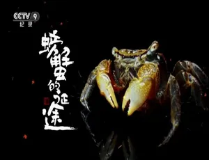 《螃蟹的征途：精彩绝伦的 1080P 纪录片，4 集国语配音中文字幕，百度网盘资源》-小文资源网