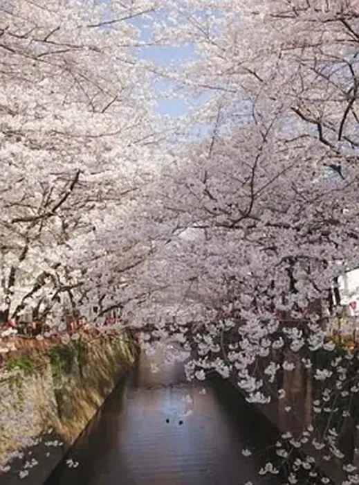 [2007][日本][樱花烂漫][1080P][AC3.x264-CHD][4.32G][百度盘]