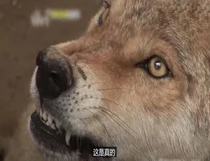《拯救动物》震撼纪录片：第 7 季 180 集 720P/1080i 中字 百度网盘分享