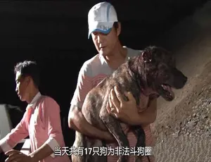 《拯救动物》震撼纪录片，第 5 季 180 集高清中字，百度网盘资源