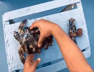 《震撼！海龟拯救行动：摆脱寄生藤壶》