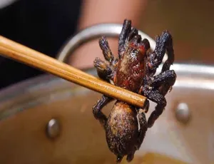 《阳光美食家》精彩纪录片，第 5 季中字，1080 高清，百度网盘资源