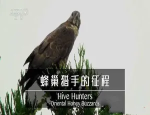 《蜂巢猎手的精彩征程：东方蜜鹰》[TS/蓝光][全 1 集中字][百度网盘]