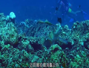 《震撼 4K 全 1 集！纪录片〈平安龟〉中字百度网盘资源》-小文资源网