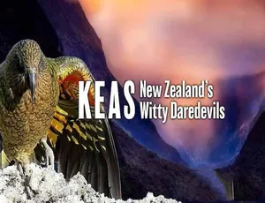 《探秘新西兰机智冒险家：啄羊鹦鹉 Keas 的奇妙世界》