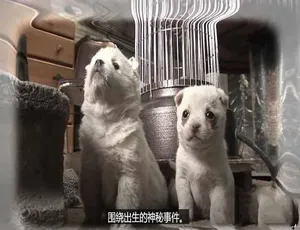 《TV 动物农场 精选完整版 第二季 1080 中字 10.02G 百度网盘资源》