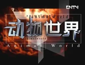 《赵忠祥播讲高清版 100 集<动物世界>视频合集 百度云网盘下载》-小文资源网