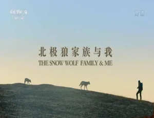 《北极狼家族与我的震撼之旅：全 3 集蓝光 TS 中字，10.24G 百度网盘》-小文资源网
