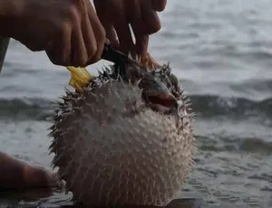 《东南亚赶海吃货第二季：原汁原味 1080P 震撼呈现 23.66G 百度网盘珍藏》