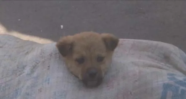 [2001][中国大陆][贾樟柯][狗的状况][80M][百度盘]