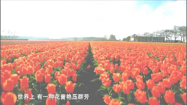 [2012][奥地利][郁金香效应][3.4G][百度盘]