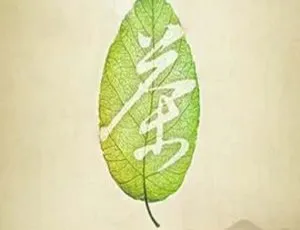 《2013 年中国大陆经典之作：茶，一片树叶的故事（7.2G 百度盘）》-小文资源网