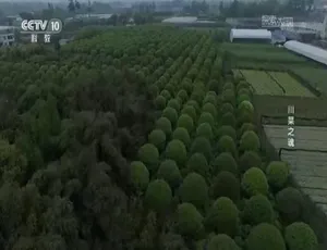 《探秘川菜之魂：精彩纪录片 1080P 国语中字，百度网盘畅享》-小文资源网