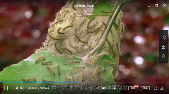 纪录片《怪诞星球》Netflix出品(高清12集合集)英音中字视频【百度云网盘下载】