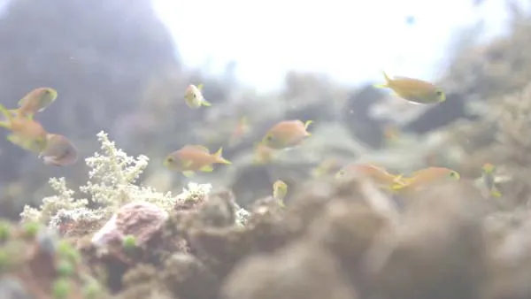 [2015][BBC][鲨鱼][4.37G][百度盘]