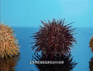 《开动吧！海鲜》精彩纪录片 1080P 全 24 集 国语配音中文字幕 百度网盘资源-小文资源网