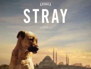 《2020 震撼纪录片<在迷途 Stray> 1080P 高清 英语中字 3.14G 百度网盘资源》-小文资源网