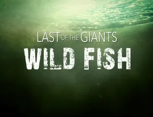 《2022 震撼巨献：追踪巨型鱼 Last of the Giants 第 1 季全 8 集 720P 英语中字 45.4G 百度网盘资源》