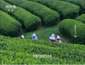 1080P 全 4 集国语配音中字《茶和天下 2019》纪录片百度网盘资源
