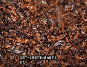 1080P第4季中字《阳光美食家》纪录片百度网盘资源