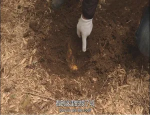 1080P 15集日语中字《筑地寻味》纪录片百度网盘资源-小文资源网