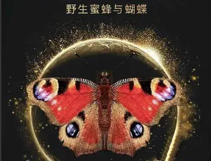 TS/蓝光全2集《太阳之子：野生蜜蜂与蝴蝶》纪录片百度网盘资源-小文资源网