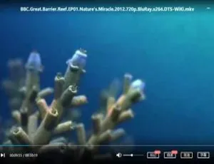 高清英语中字！BBC纪录片《大堡礁》三部合集 6.33GB 百度云网盘下载-小文资源网