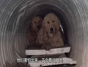 720P/1080i第2季180集中字！纪录片《拯救动物》百度网盘资源-小文资源网