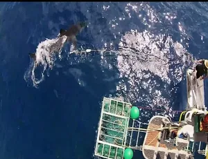 1080P 全 20 集中字 47.2G《鲨鱼周 2017 Shark Week》纪录片百度网盘资源-小文资源网