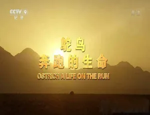 《必看！鸵鸟：奔跑的生命 全1集中字 蓝光TS 百度网盘资源》-小文资源网