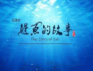 必看！《鳗鱼的故事 The Story of Eel》全3集 蓝光TS 5.15G 百度网盘资源-小文资源网