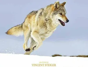 《必看！狼之旅 A Wolf’s Journey 全1集 4.92G 蓝光TS 百度网盘资源》-小文资源网