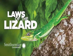 蓝光中字1集全！纪录片《蜥蜴法则Laws of the Lizard》百度网盘资源-小文资源网