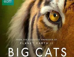 高清英语中字！BBC纪录片《大猫》三部合集3.28GB，百度云网盘速下-小文资源网