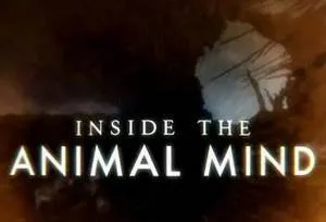 BBC纪录片《动物心智揭秘》三部合集高清英语中字[MKV/4.34GB]百度云网盘下载