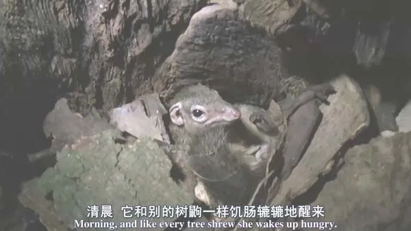 [2014][英国][BBC：隐秘王国][BD中英双字][1280高清][7.89G][百度盘]