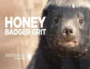 1080P全1集中字！百度网盘《蜜獾生存大挑战Grit:Honey Badger Tough》纪录片-小文资源网