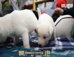 1080P中字第2季！纪录片《TV动物农场 短视频版》百度网盘资源