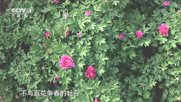 [2014][中国大陆][牡丹][7.6G][百度盘]
