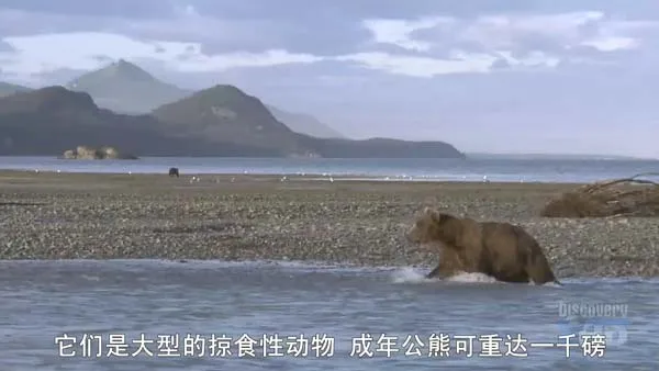 [2007][美国][面对狂暴动物][HD中字][1280高清][7.3G][百度盘]