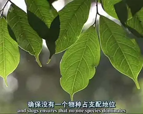 [2006][英国][自然世界：蚂蚁攻击][613M][百度盘]