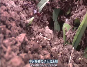 英国 2006 年《自然世界：蚂蚁攻击》613M 资源 百度盘获取