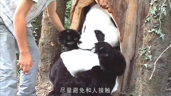 [2014][中国大陆][熊猫淘淘][720p][HD中字][994M][百度盘]