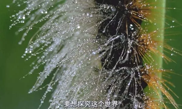 [2017][中国大陆][微观世界][高清][1G][百度盘]