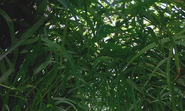 [2017][中国大陆][微观世界][高清][1G][百度盘]
