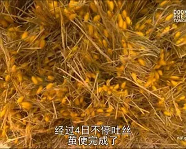 [2007][美国][人工奇迹：胸罩秘史][1.45G][百度盘]
