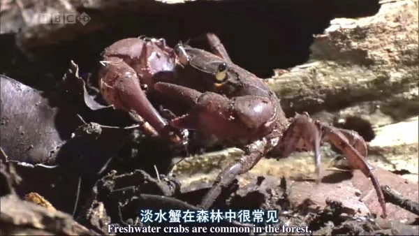 [2006][英国][自然世界：蚂蚁攻击][613M][百度盘]